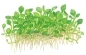Preview: Marsilea crenata 1-2-Grow! In Vitro tropica